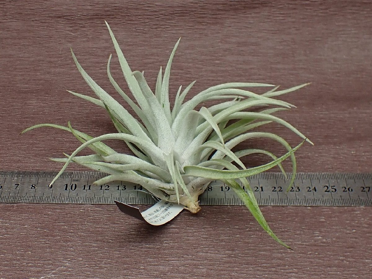 Tillandsia harrisii チランジア・ハリシー★エアプランツEP★第四種送料別途★税別1円～!!_画像2