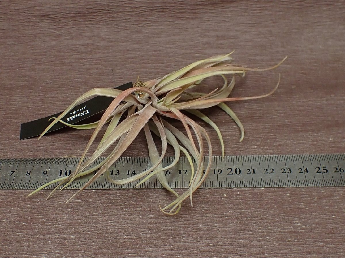 Tillandsia novakiichi Ran jia*no Baki -* air plant EP* no. four kind postage extra .* tax not included 1 jpy ~!!