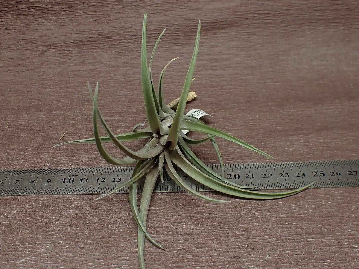 Tillandsia winklerichi Ran jia*u ink rely * air plant TR* no. four kind postage extra .* tax not included 1 jpy ~!!