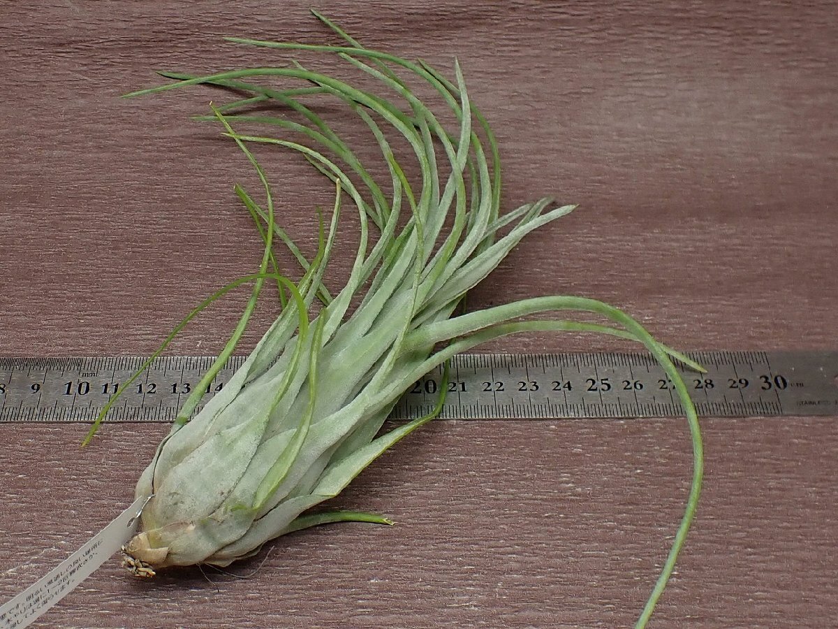 Tillandsia paraensischi Ran jia*palaensis* air plant EP* no. four kind postage extra .* tax not included 1 jpy ~!!