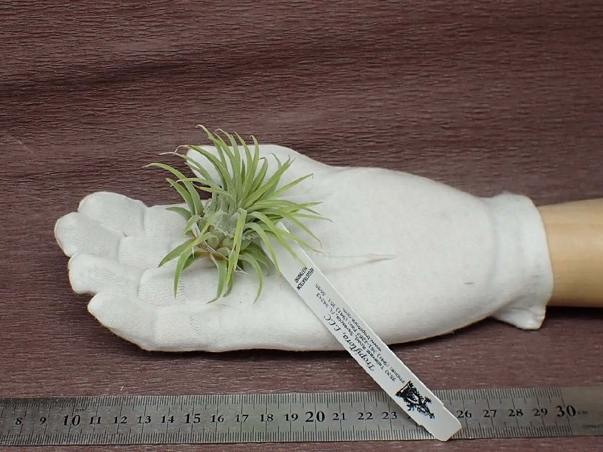 Tillandsia ionantha 'Rubra' チランジア・イオナンタ ルブラ■エアプランツTR★第四種送料別途★税別1円～!!_画像1