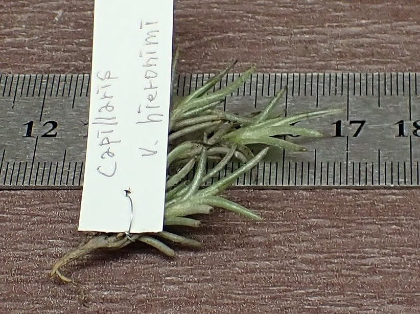 Tillandsia capillaris v.hieronimi?chi Ran jia*ka pillar squirrel hi-ronimi# air plant BS* no. four kind postage extra .* tax not included 1 jpy ~!!