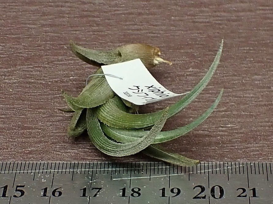 Tillandsia xiphioides チランジア・クシフィオイデス■エアプランツTI★第四種送料別途★税別1円～!!_画像3