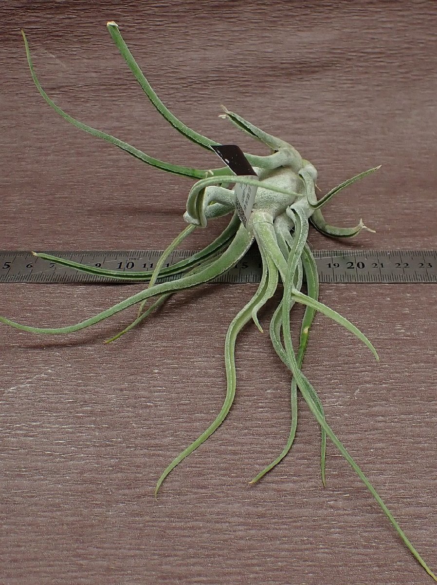 Tillandsia caput-medusae チランジア・カプトメデューサエ★エアプランツEP★第四種送料別途★税別1円～!!_画像3