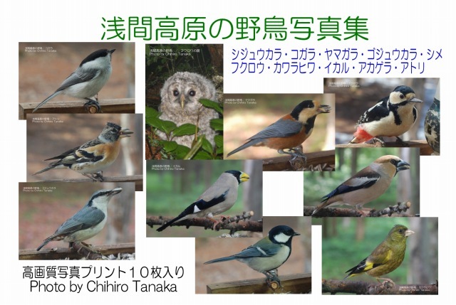 ＋【浅間高原の野鳥写真集】１０種類 b-04_表紙です。各写真の大きさは15cm×10cmです
