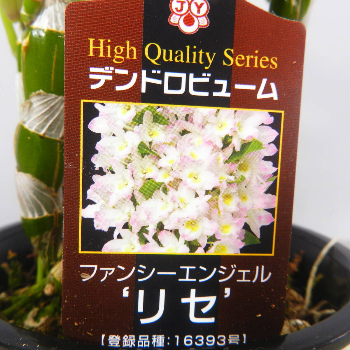 【一起園芸】デンドロビュウム「リセ」鉢花◆育てやすい蘭鉢です◆_画像4