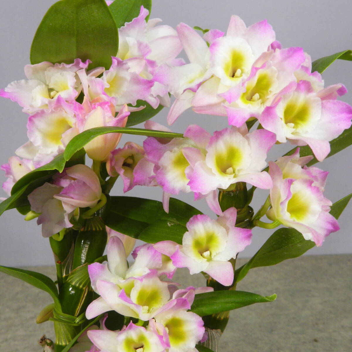 【一起園芸】デンドロビュウム「リセ」鉢花◆育てやすい蘭鉢です◆_画像1