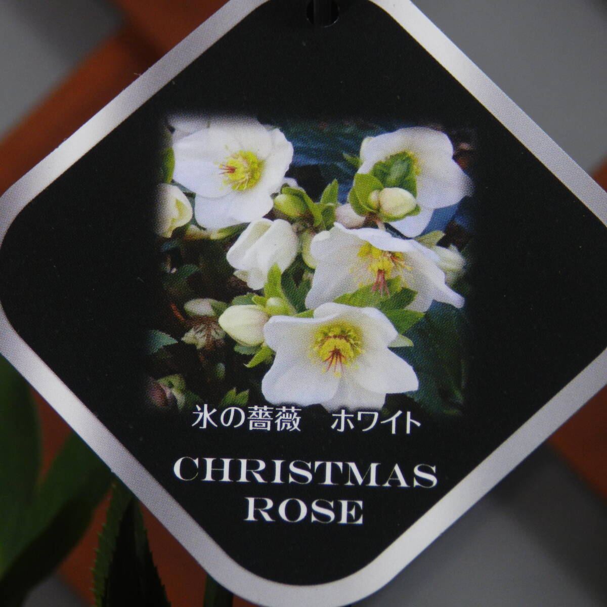 【一起園芸】クリスマスローズ「氷の薔薇シリーズ・ホワイト」鉢花04◆の画像5