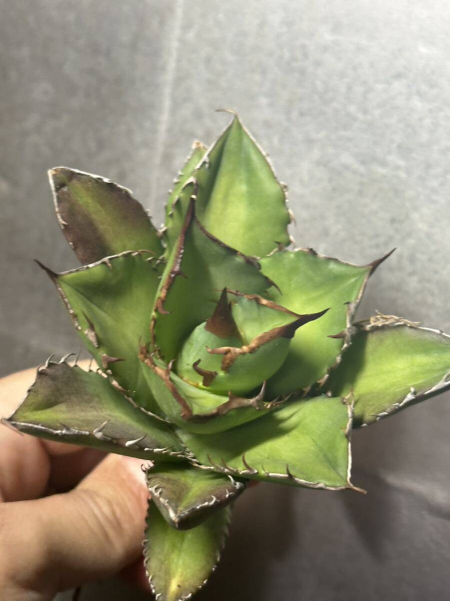 多肉植物 【特選】 アガベ agave titanota チタノタ『宝珠』 強棘 ②の画像5