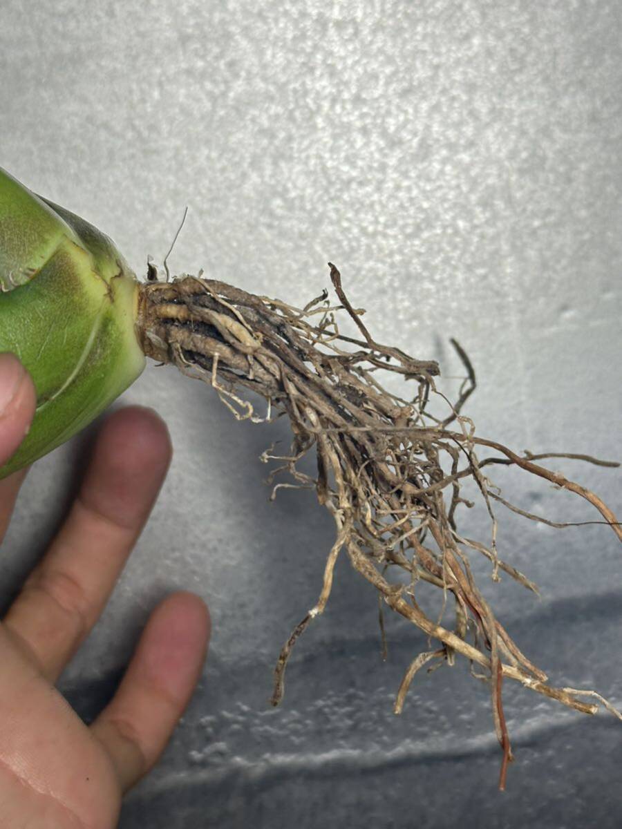 多肉植物 【特選】 アガベ agave titanota チタノタ「宝珠」強棘 10の画像9