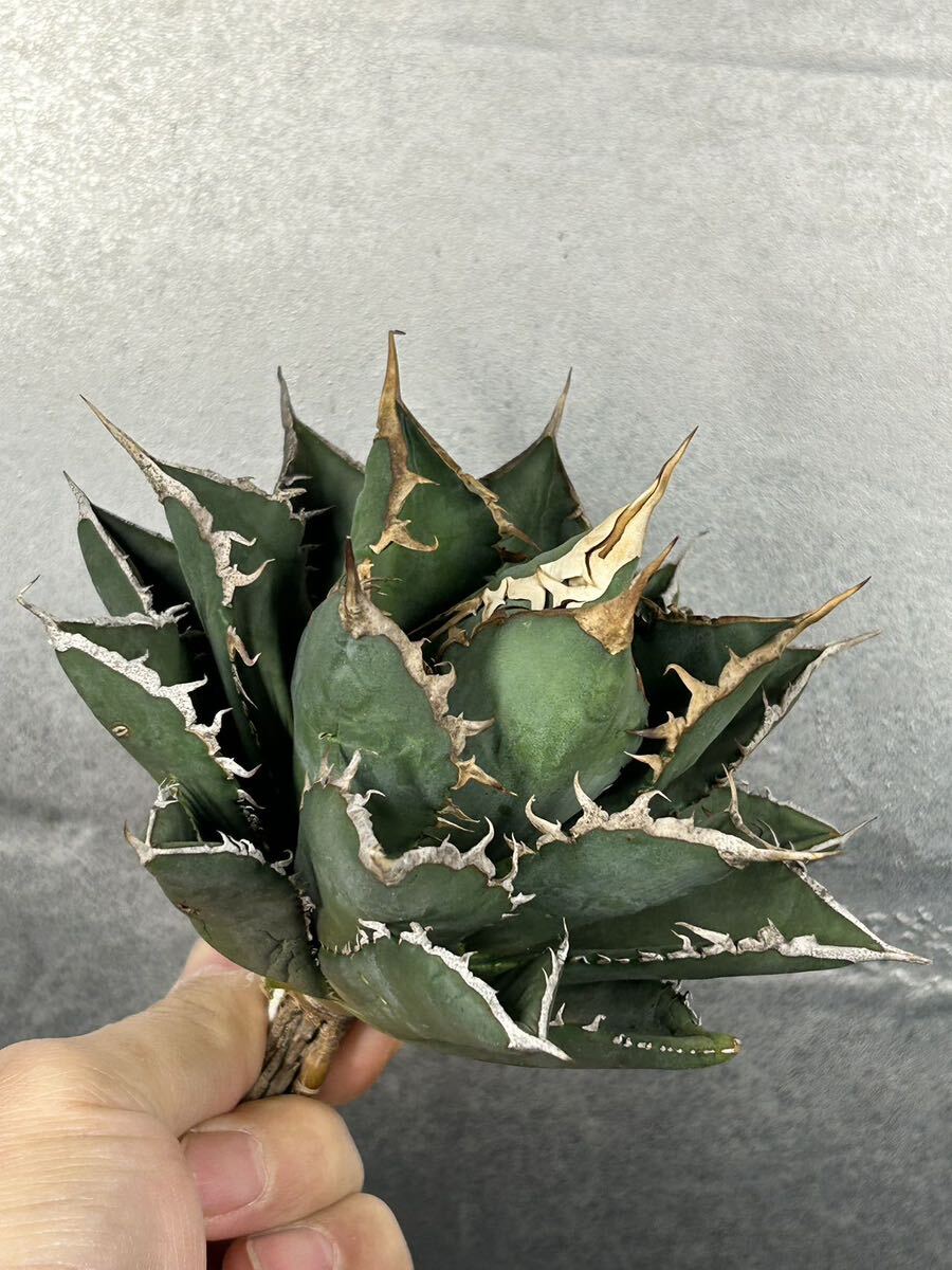 多肉植物 【特選】 アガベ agave titanota チタノタ『海王』 2の画像1