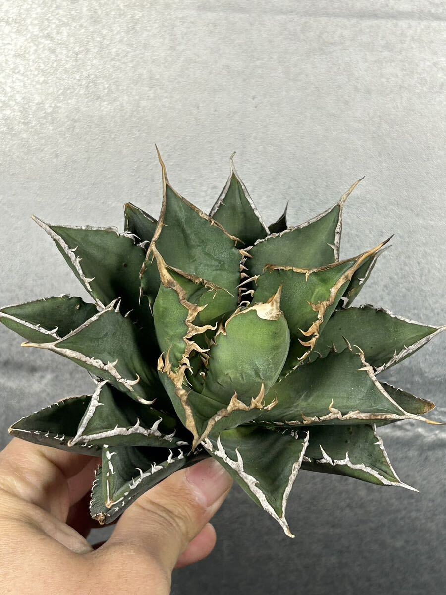 多肉植物 【特選】 アガベ agave titanota チタノタ『海王』 3の画像4