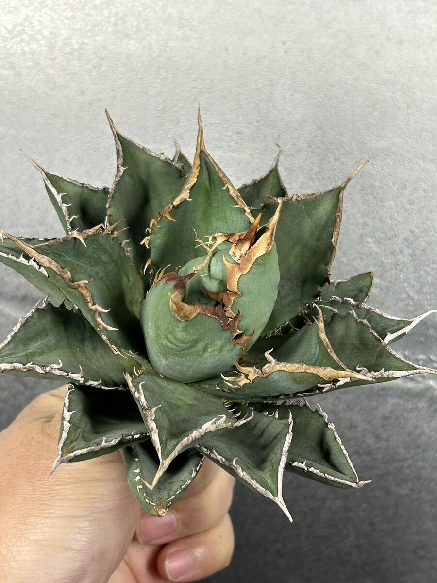 多肉植物 【特選】 アガベ agave titanota チタノタ『海王』 4の画像1