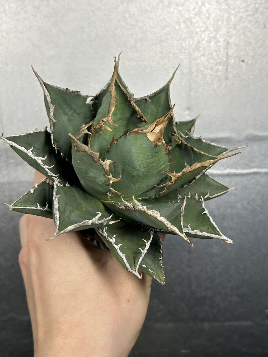 多肉植物 【特選】 アガベ agave titanota チタノタ『海王』 5の画像4