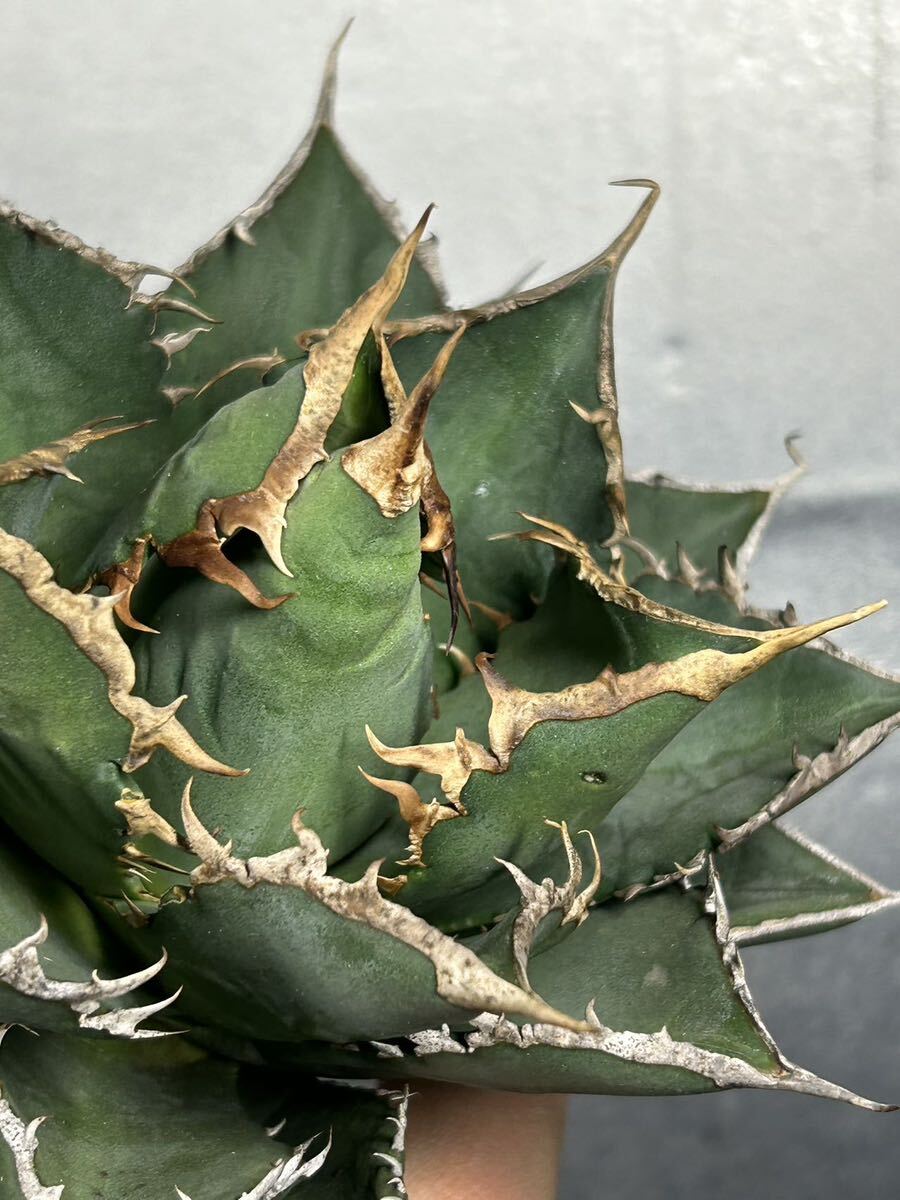 多肉植物 【特選】 アガベ agave titanota チタノタ『海王』 5の画像7