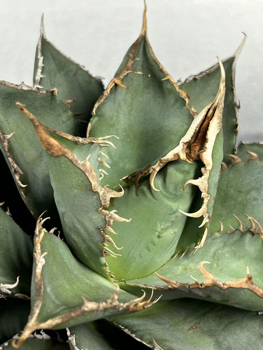 多肉植物 【特選】 アガベ agave titanota チタノタ『海王』 6の画像7