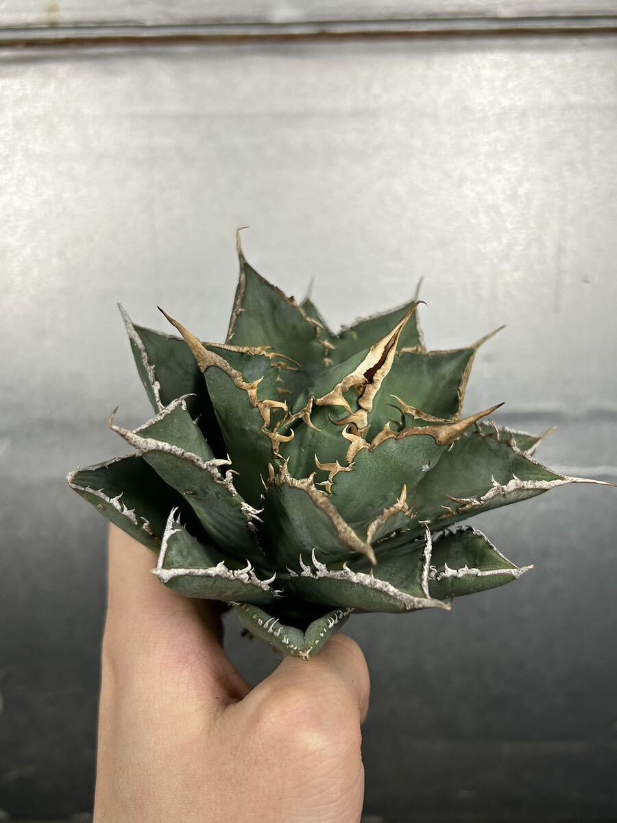 多肉植物 【特選】 アガベ agave titanota チタノタ『海王』 11の画像2