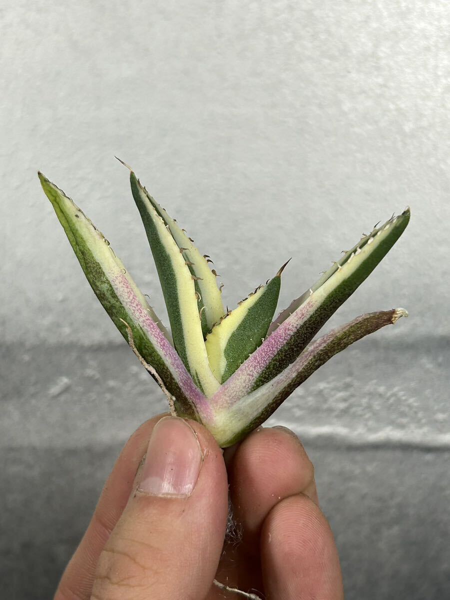 多肉植物 【特選】 アガベ agave titanota チタノタ『スナグルトゥース』 3の画像1