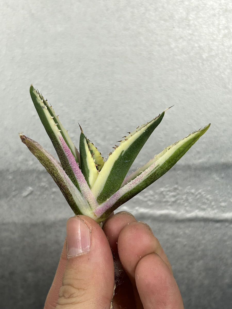 多肉植物 【特選】 アガベ agave titanota チタノタ『スナグルトゥース』 3の画像4