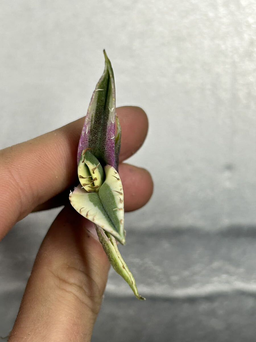 多肉植物 【特選】 アガベ agave titanota チタノタ『スナグルトゥース』 1の画像2