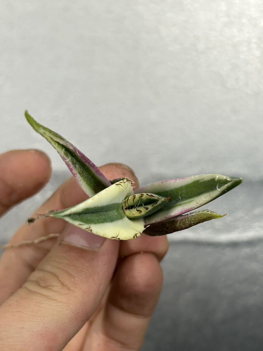 多肉植物 【特選】 アガベ agave titanota チタノタ『スナグルトゥース』 10の画像3