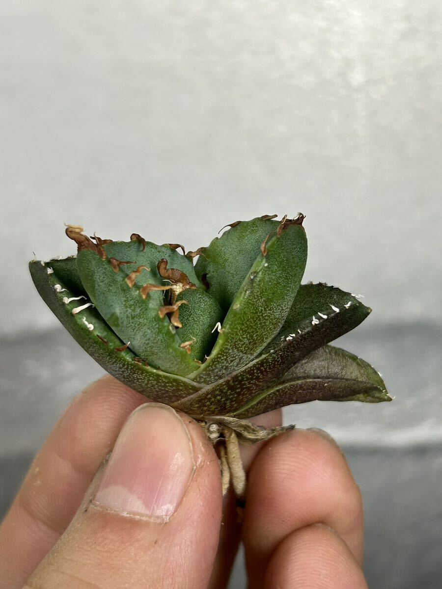 多肉植物 【特選】 アガベ agave titanota チタノタ『魔丸』 2の画像6