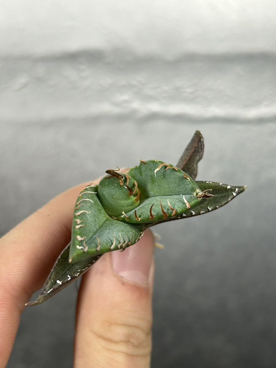 多肉植物 【特選】 アガベ agave titanota チタノタ『魔丸』 5の画像3