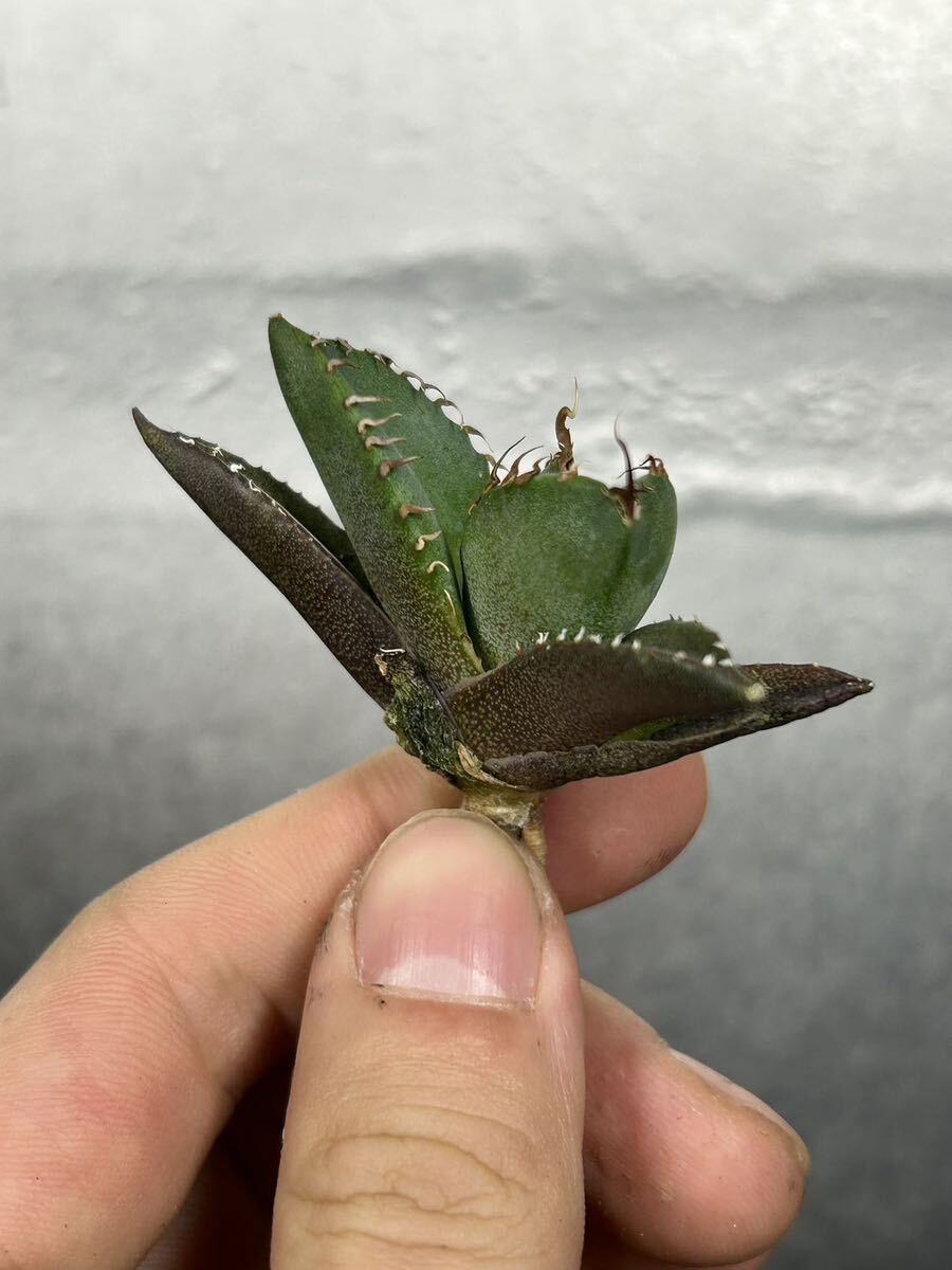多肉植物 【特選】 アガベ agave titanota チタノタ『魔丸』 5の画像5