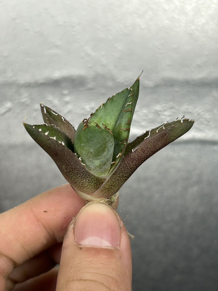 多肉植物 【特選】 アガベ agave titanota チタノタ『魔丸』 7の画像5