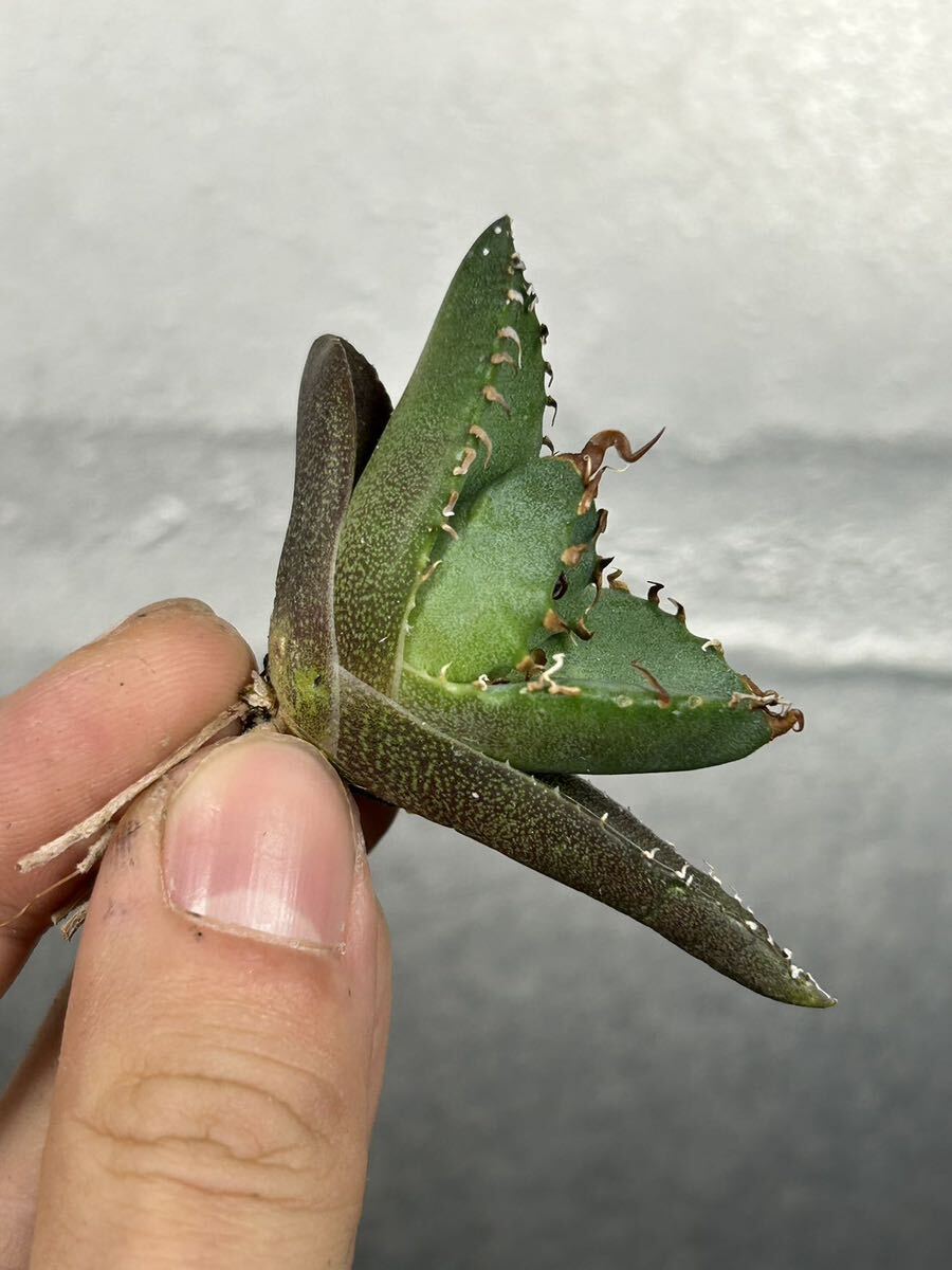 多肉植物 【特選】 アガベ agave titanota チタノタ『魔丸』 8の画像6