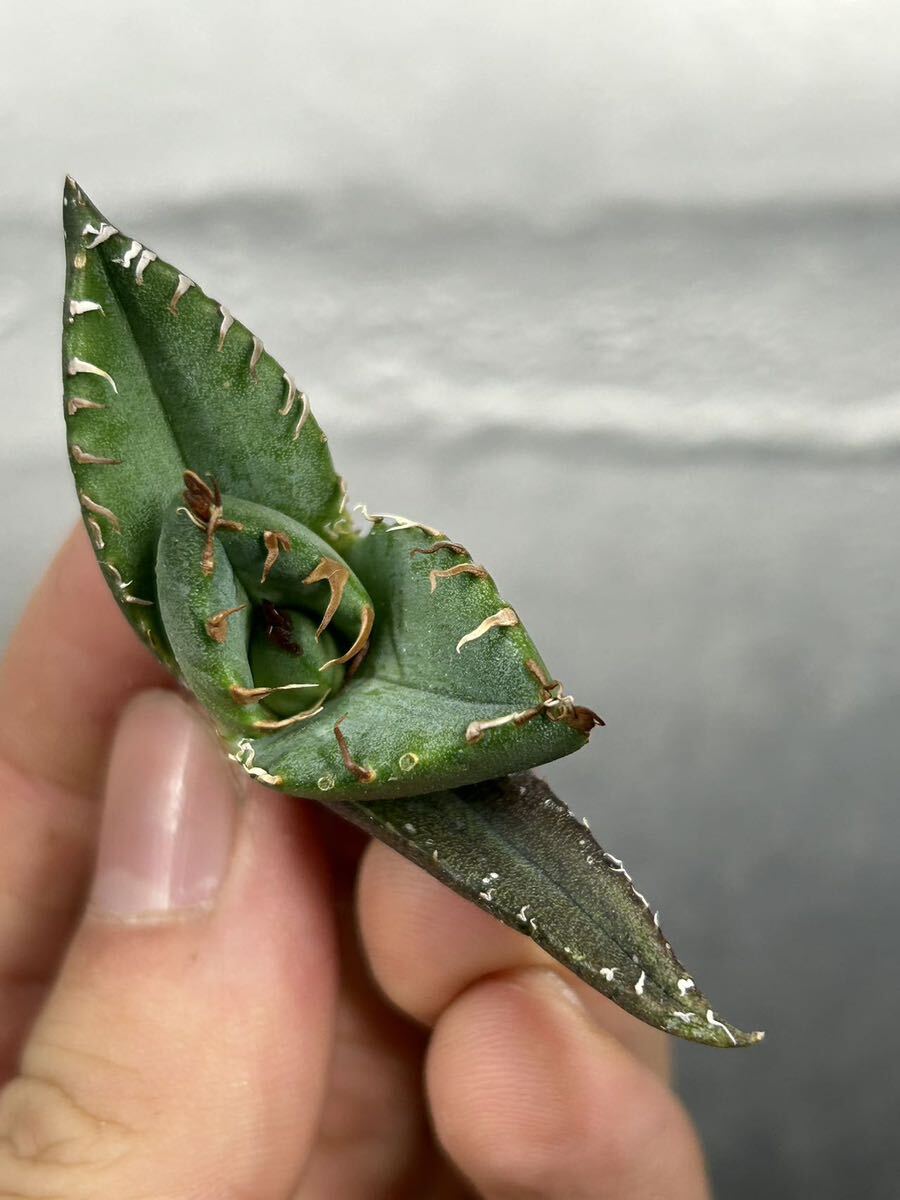 多肉植物 【特選】 アガベ agave titanota チタノタ『魔丸』 8の画像1
