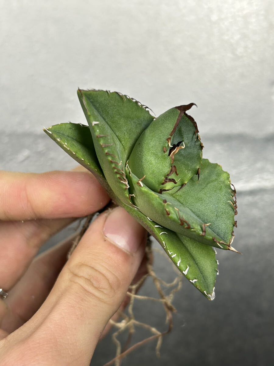 多肉植物 【特選】 アガベ agave titanota 『ジャガーノート』 1の画像6