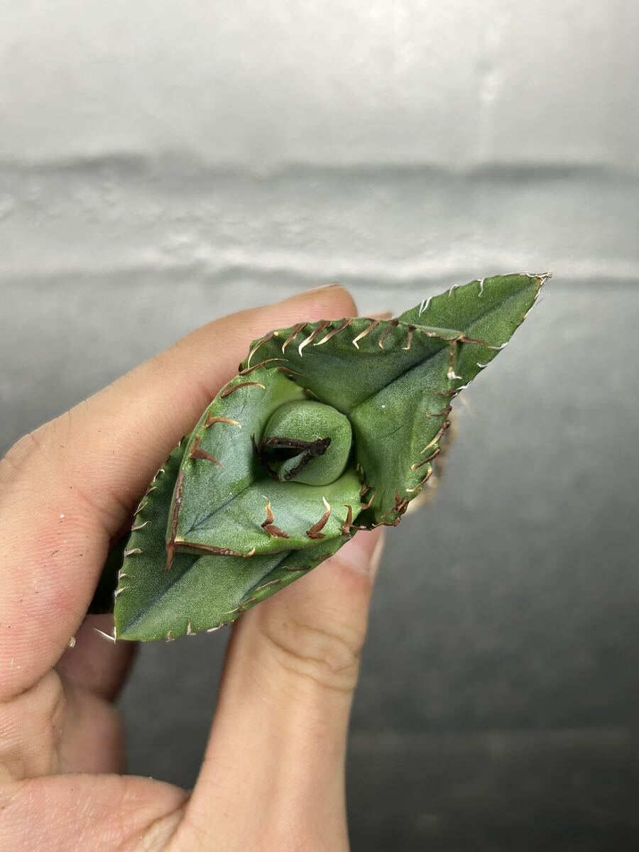 多肉植物 【特選】 アガベ agave titanota 『ジャガーノート』 9の画像5