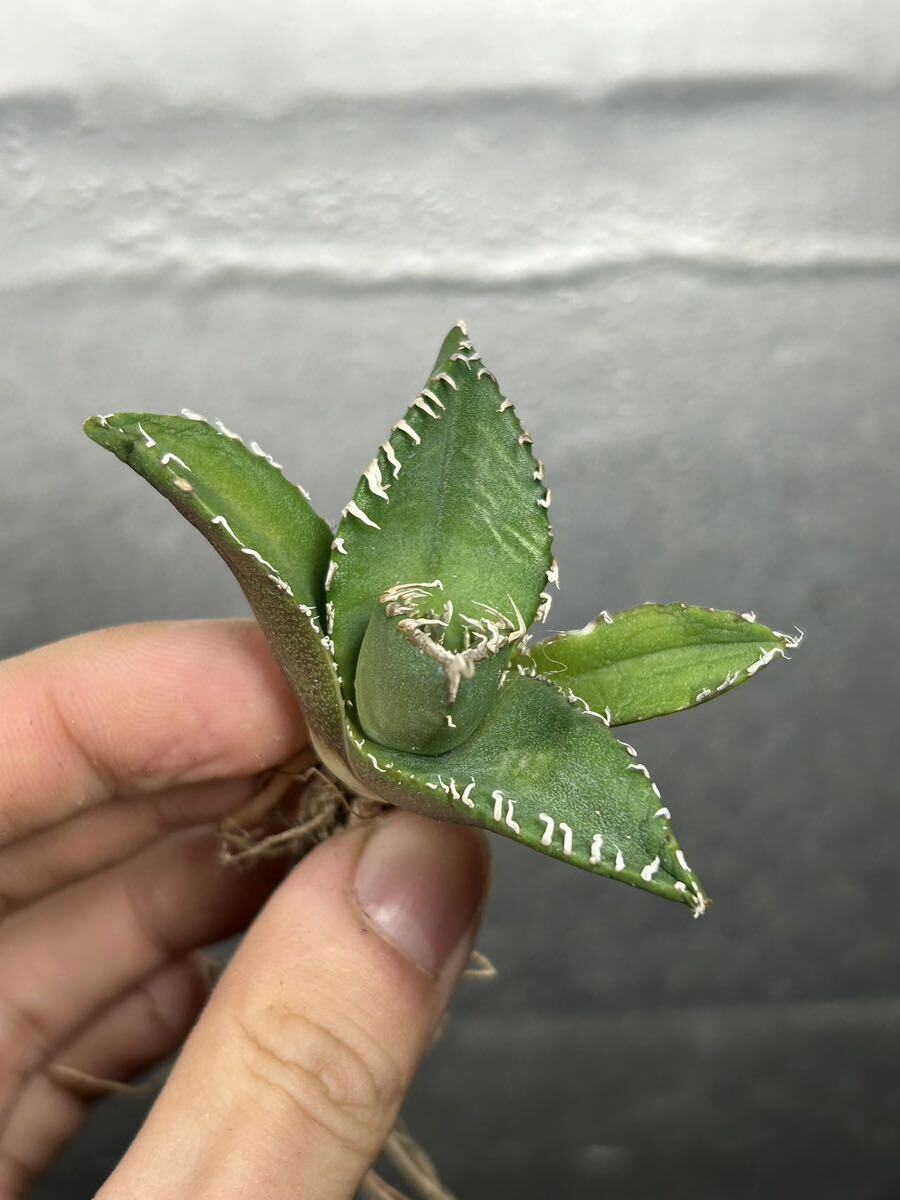 多肉植物 【特選】 アガベ agave titanota チタノタ『南アフリカダイヤモンド』 2の画像3