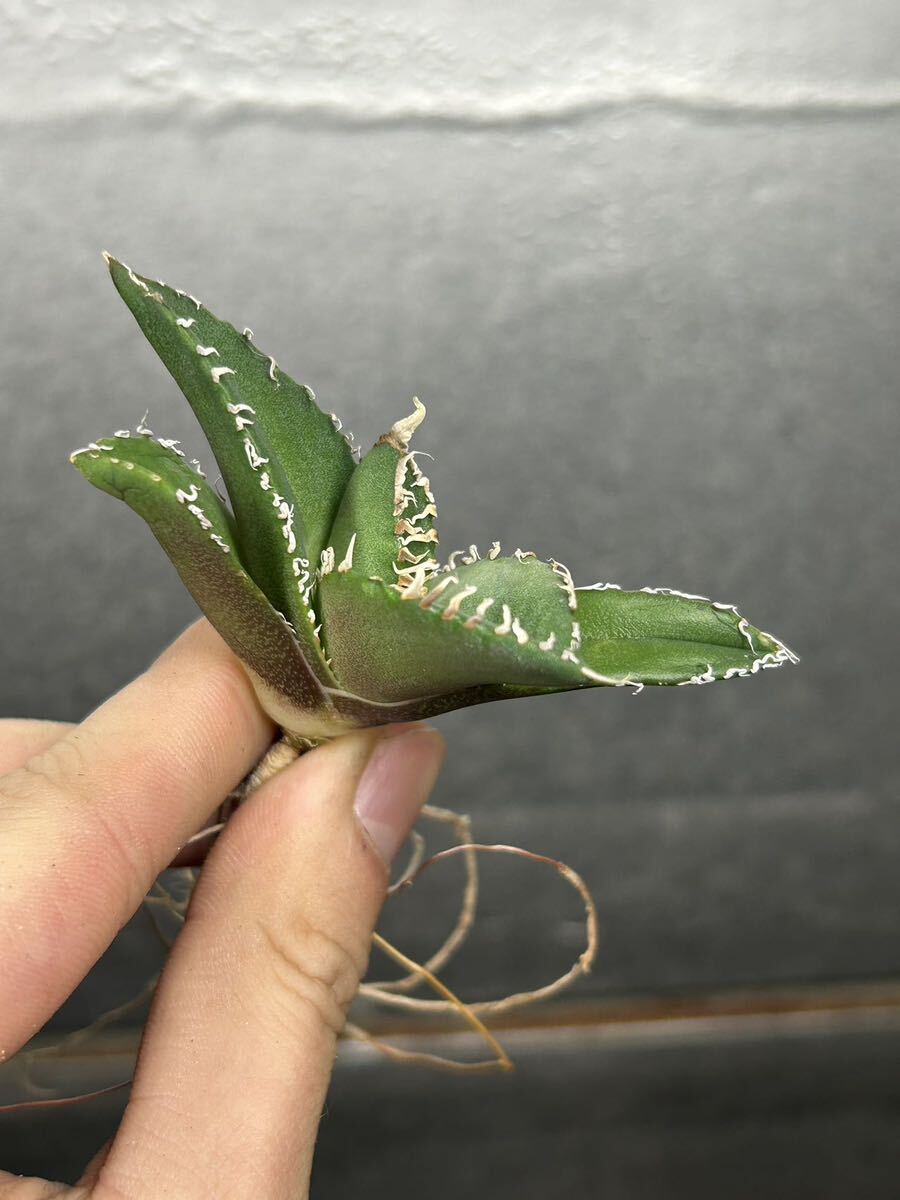 多肉植物 【特選】 アガベ agave titanota チタノタ『南アフリカダイヤモンド』 4の画像2