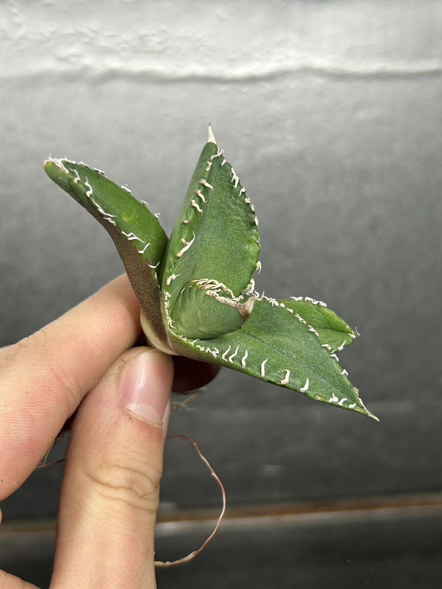 多肉植物 【特選】 アガベ agave titanota チタノタ『南アフリカダイヤモンド』 4の画像3