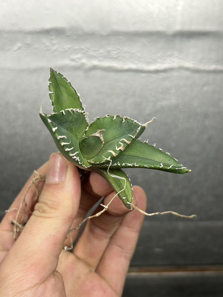 多肉植物 【特選】 アガベ agave titanota チタノタ『南アフリカダイヤモンド』 5の画像3
