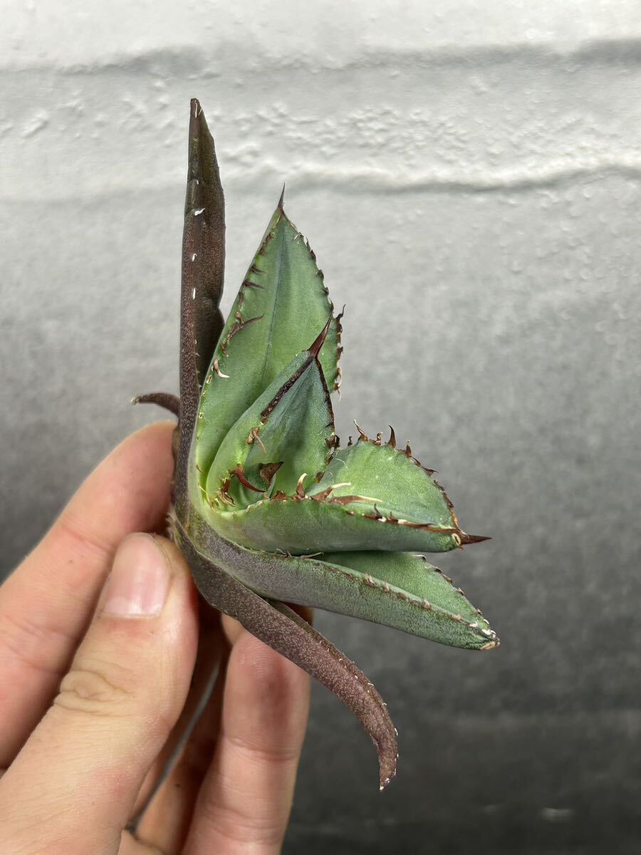 多肉植物 【特選】 アガベ agave titanota チタノタ『黒犀牛』 3の画像2