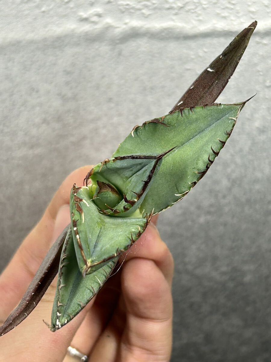 多肉植物 【特選】 アガベ agave titanota チタノタ『黒犀牛』 3の画像5