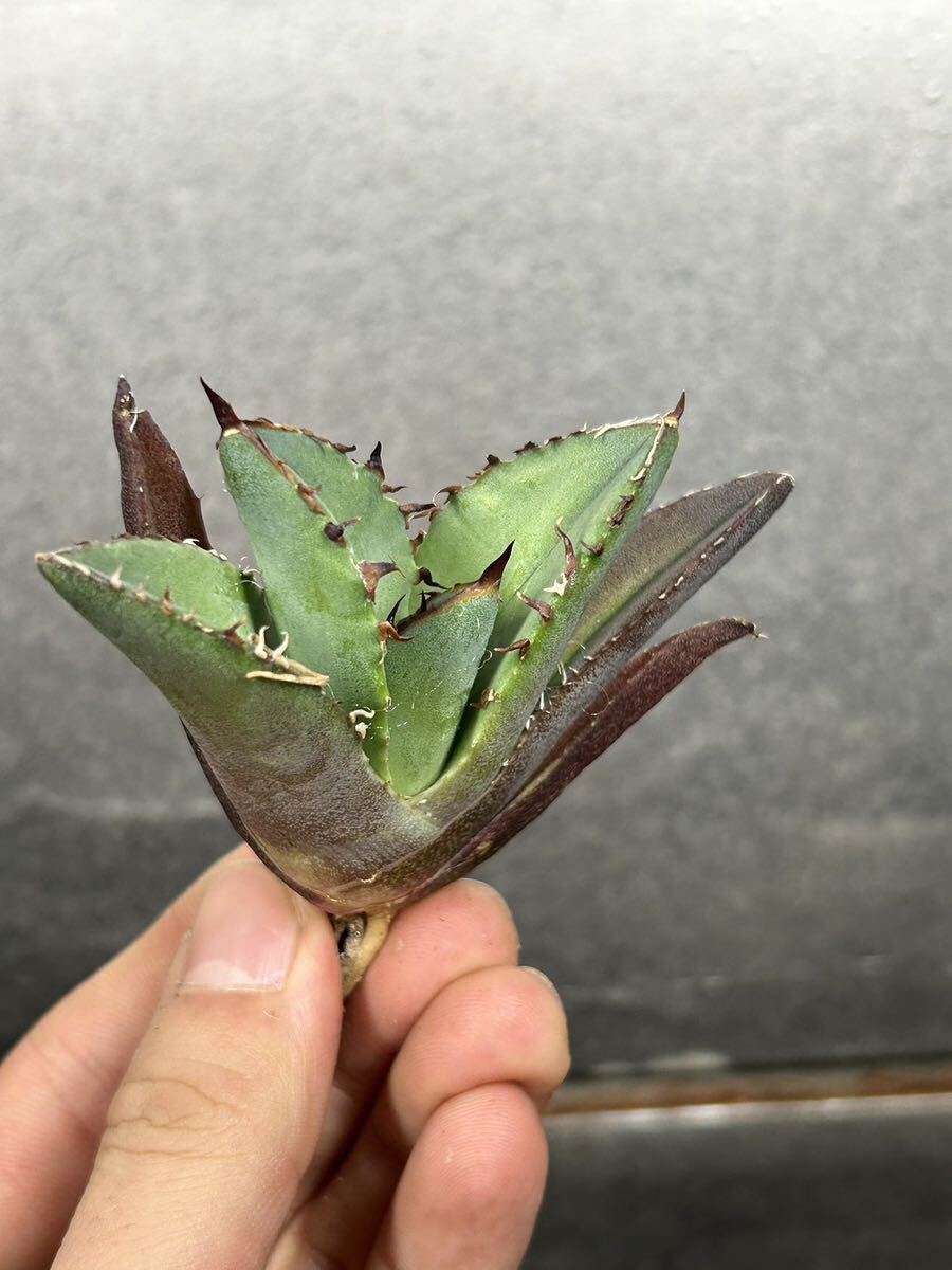 多肉植物 【特選】 アガベ agave titanota チタノタ『黒犀牛』 5の画像3