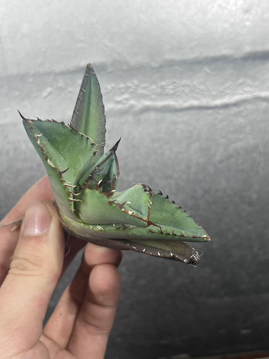 多肉植物 【特選】 アガベ agave titanota チタノタ『黒犀牛』 7の画像4