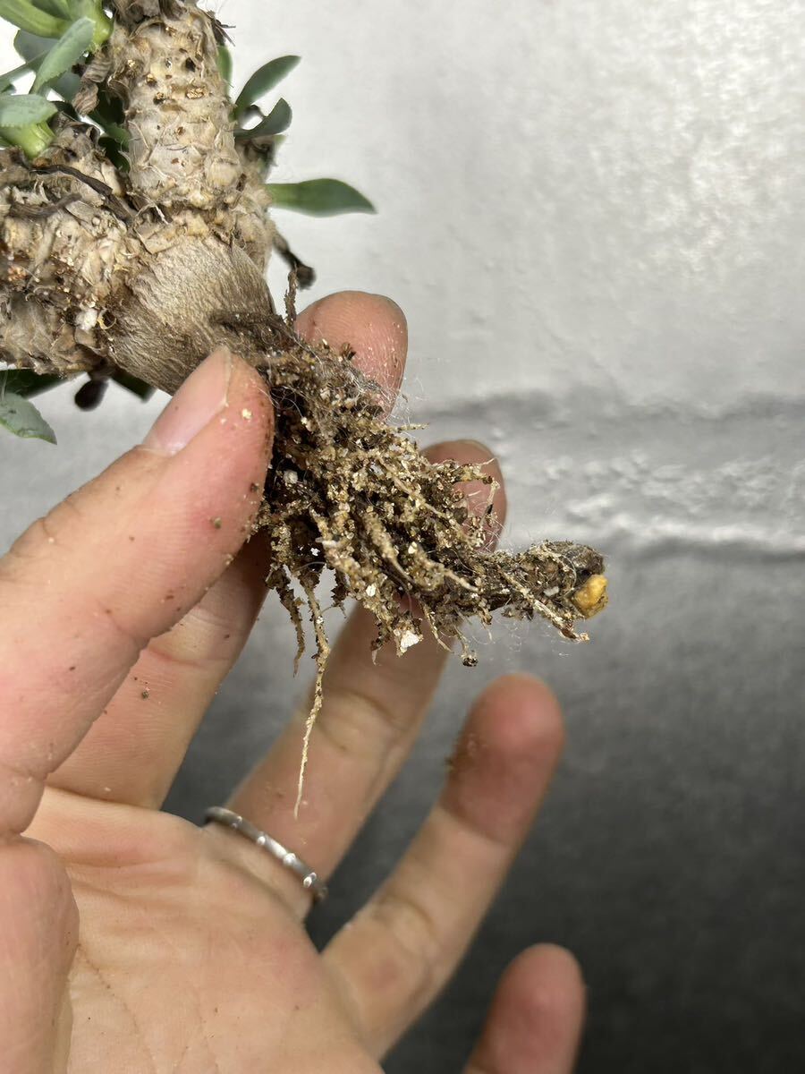 【現品限り】オトンナ・レピドカウリスOthonna lepidocaulis【植物】塊根植物 夏型 コーデックス2_画像7