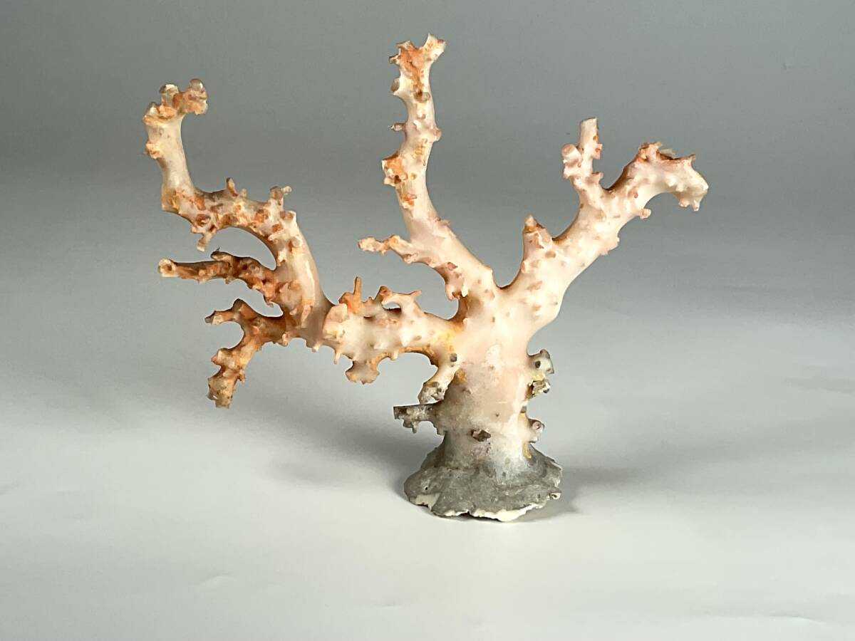珊瑚　サンゴ　原木　高さ約11cm　桃色さんご_画像1