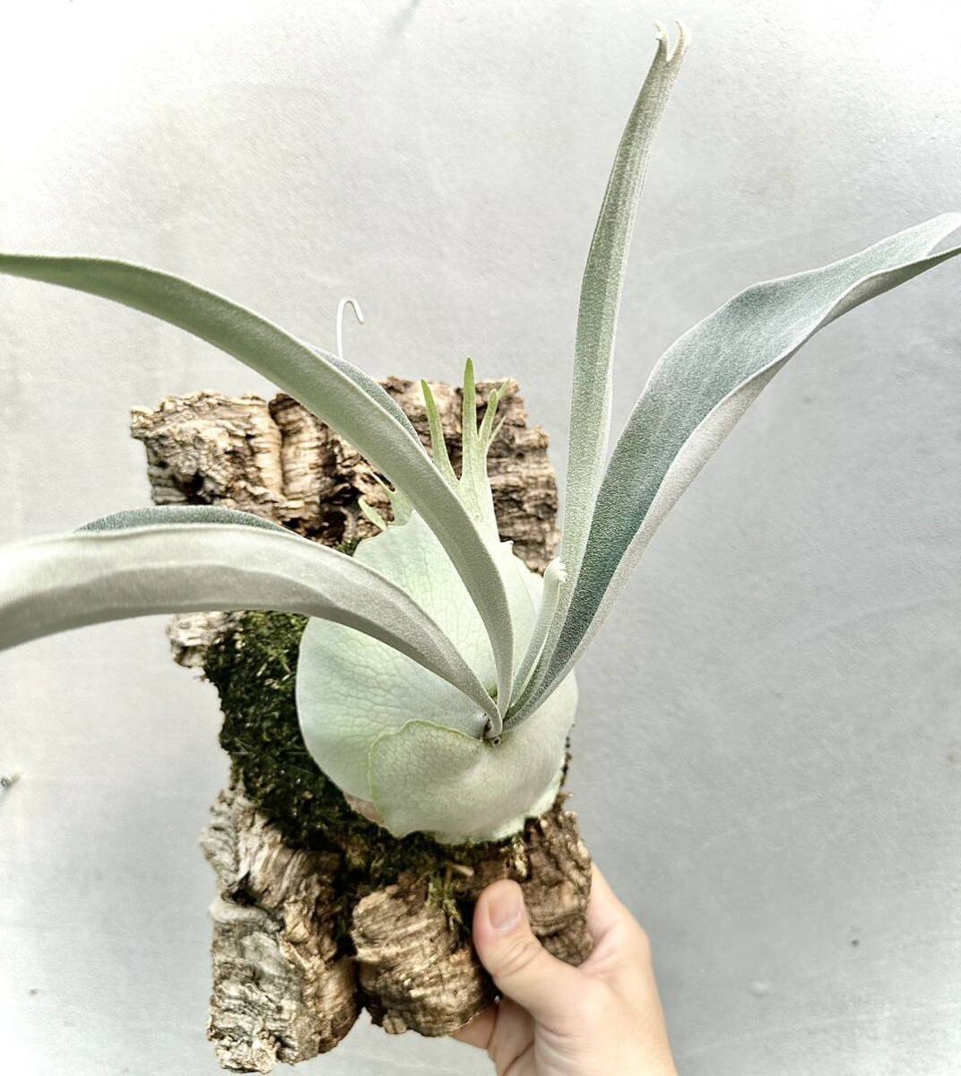 P. veitchii wild (vp#17)【vandaka】ビカクシダ ビカクシダ P. veitchii wild (vp#17)【vandaka】ビカクシダ ビカクシダ