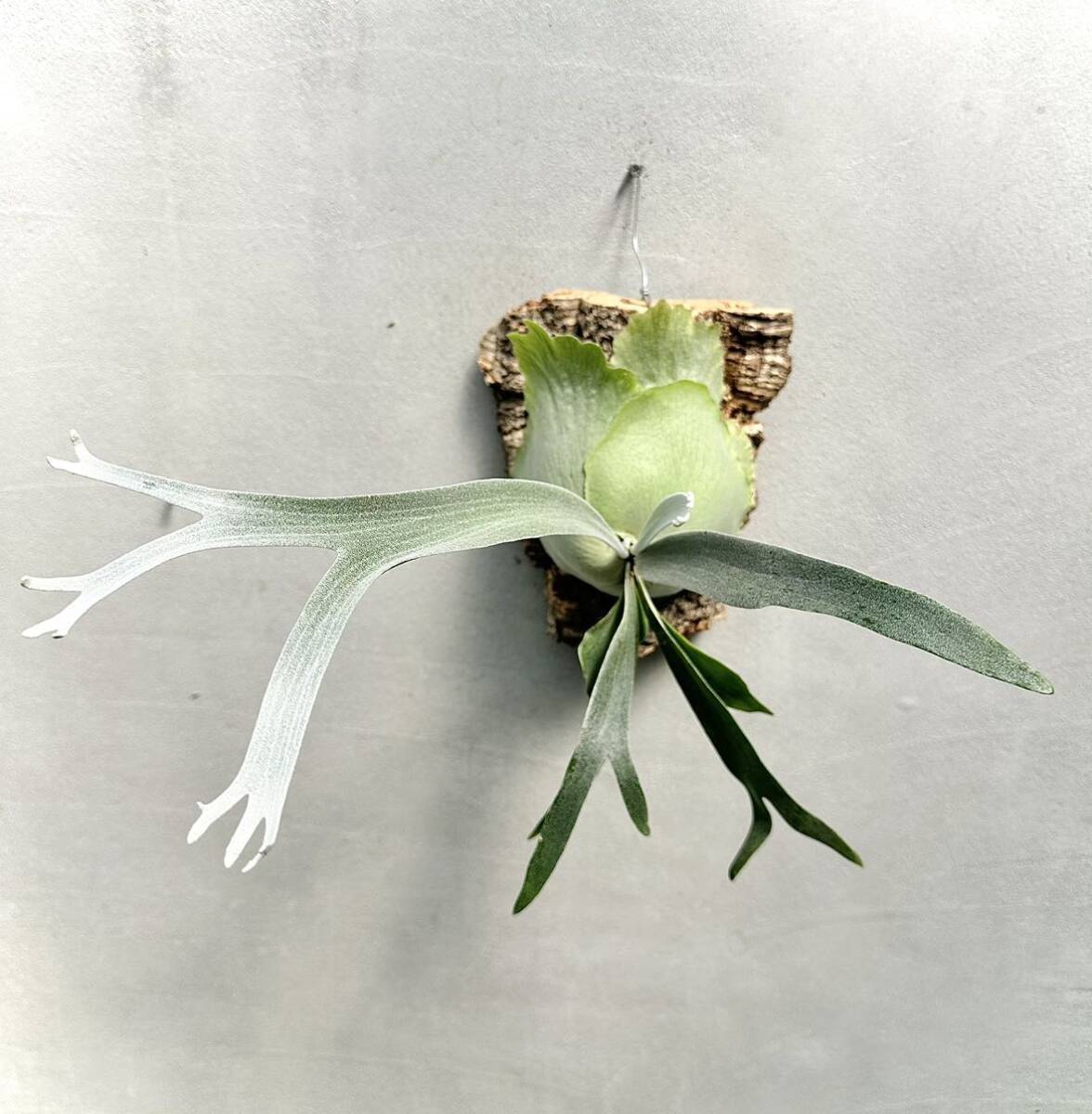 P. willinckii 'Moonlight' (PN) ビカクシダ【vandaka】 item P. willinckii 'Moonlight' (PN) ビカクシダ【vandaka】 item