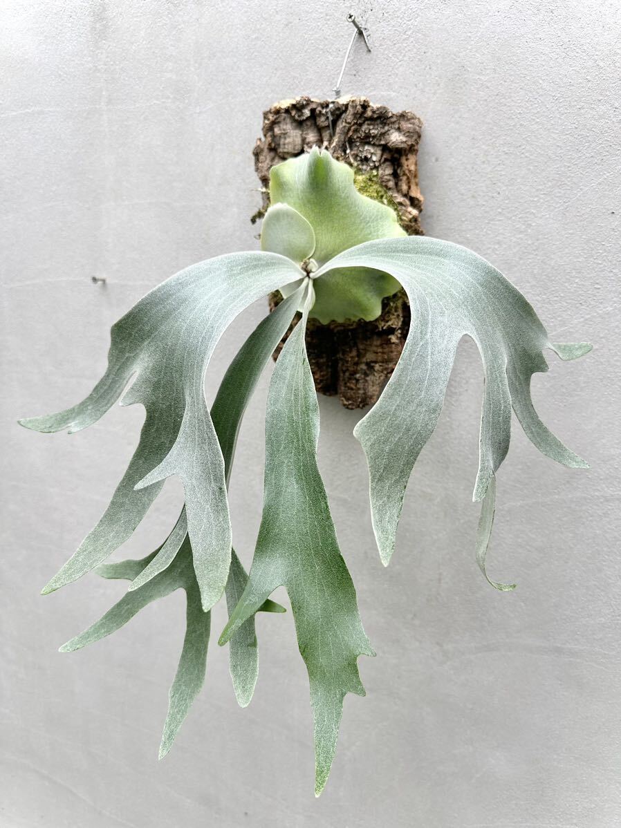 Yahoo!オークション - P. 'Ginka' spore grown 銀華 ビカクシダ Yahoo!オークション - P. 'Ginka' spore grown 銀華 ビカクシダ