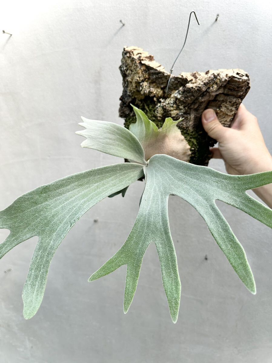 P. 'Platinum' Snow Queen F303 ビカクシダ【vandaka】-鹿角蕨 P. 'Platinum' Snow Queen F303 ビカクシダ【vandaka】-鹿角蕨