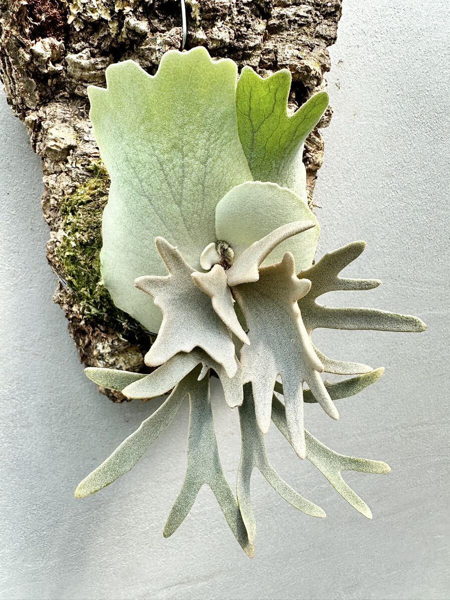 Yahoo!オークション - P. willinckii 'Yello Moon' dwarf spore Yahoo!オークション - P. willinckii 'Yello Moon' dwarf spore