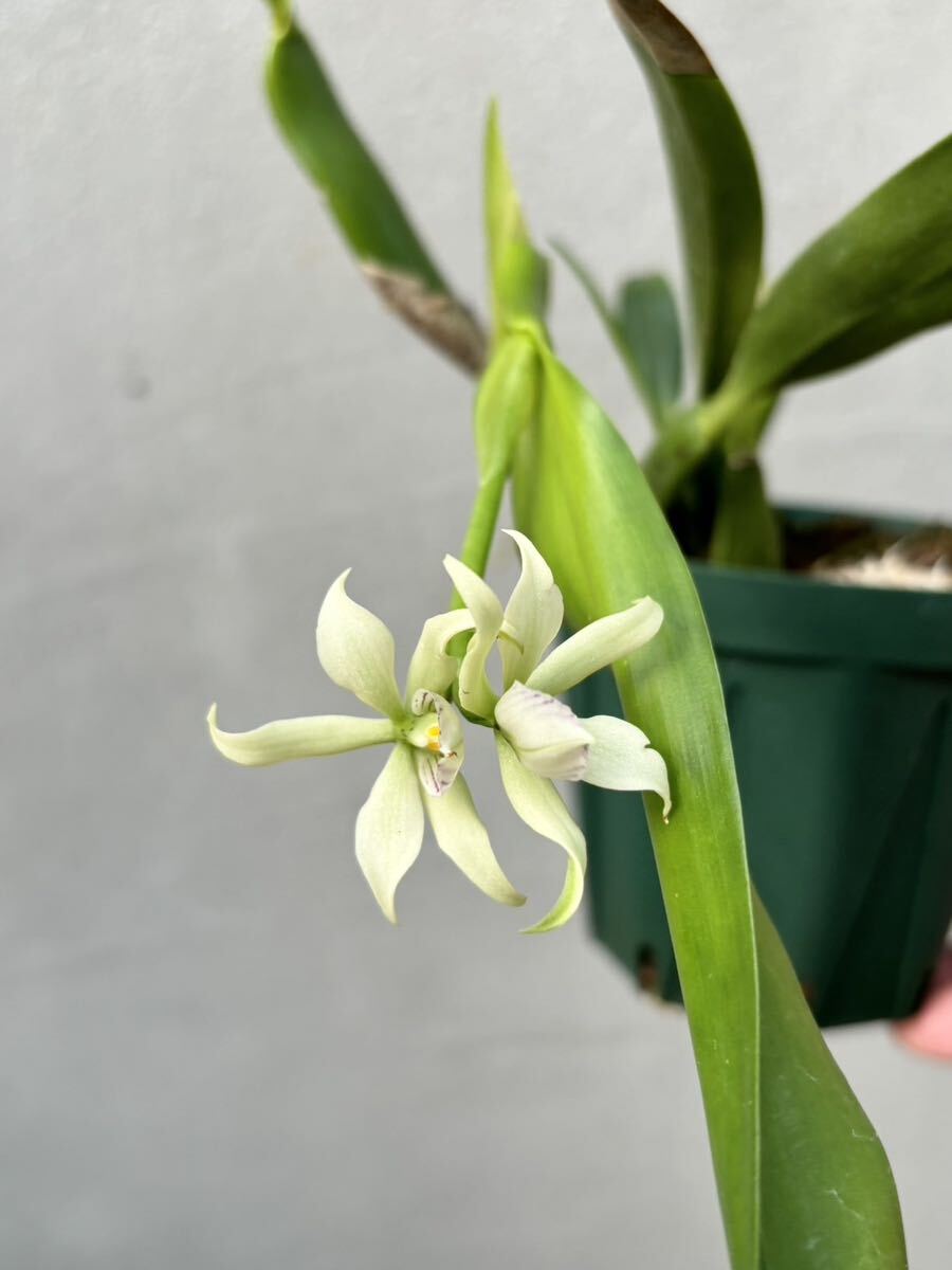 【vandaka】開花中！ Anacheilium fragrans アナケイリウム フラグランス 原種洋蘭 ミニチュアオーキッド ペルー便_画像2