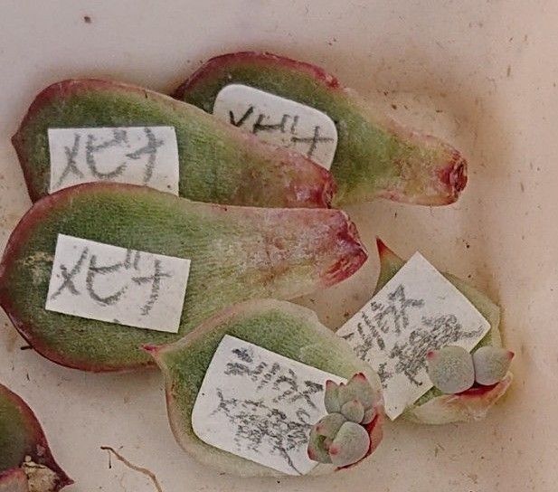 《葉挿しセット》発根 発芽 未発根 未発芽 小苗 多肉植物 カランコエ エケベリア セデベリア シノクラッスラ